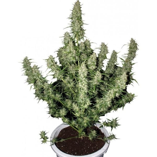 [22161-3] Magnum Buddha Autoflowering (10 Samen)