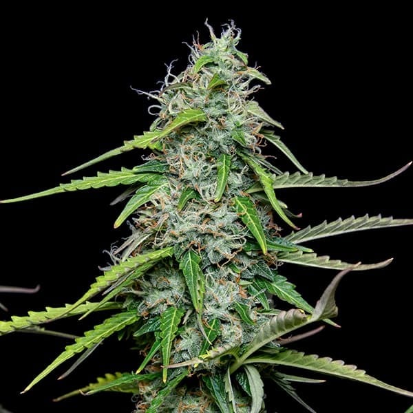 Gorilla Autoflowering