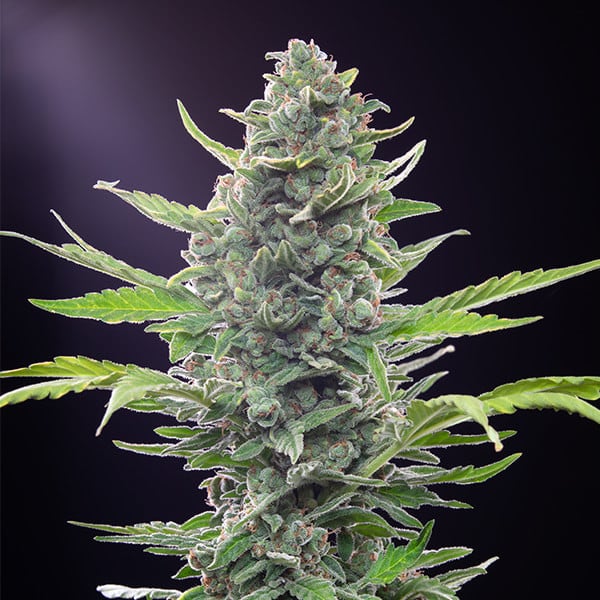 Royal Critical Autoflowering