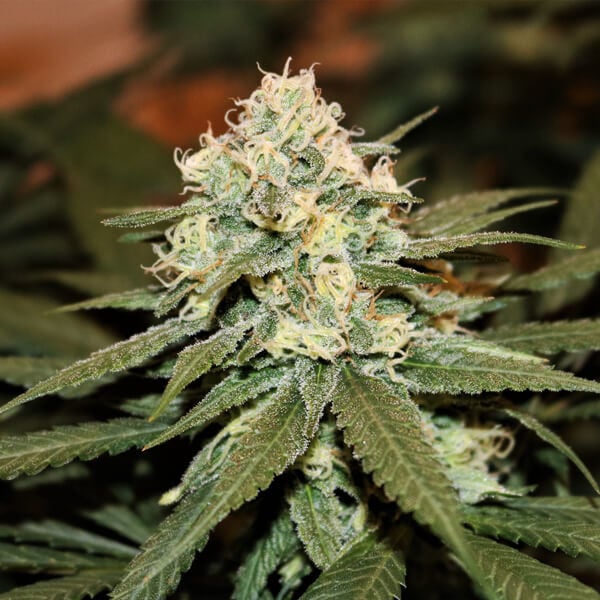 Silver Haze Autoflowering
