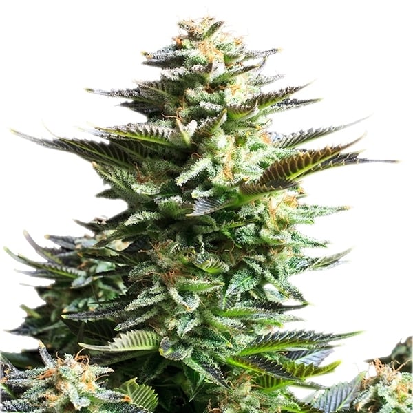 [20081-3] Amnesia Haze Feminisiert (10 Samen)