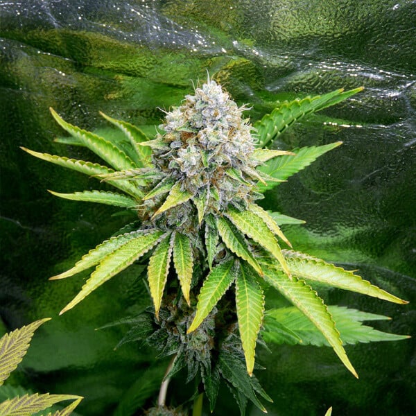 OG Kush Feminisiert